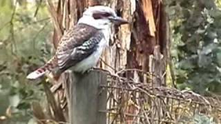 Kookaburra laughing in my backyard near Geelong Australia [upl. by Aynotel]