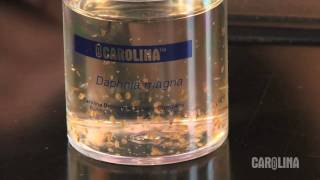 How to Care for Daphnia [upl. by Roye]