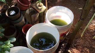 How to grow Green Water Algae [upl. by Maclean]