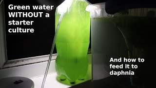 Green Water WITHOUT a Starter Culture  From Scratch  How To [upl. by Yrogreg405]