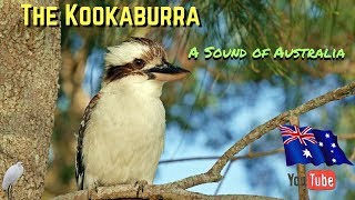 The Kookaburra  A Sound of Australia [upl. by Bruyn]