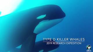 Exclusive Underwater Footage Captured of Type D Killer Whales Orcinus orca off Cape Horn Chile [upl. by Llerrem930]