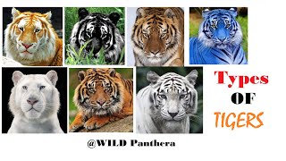 All Types Of Tiger  All Living SubSpecies Of Tigers [upl. by Wenger132]