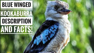 Blue winged kookaburra  Description and Facts [upl. by Snebur]