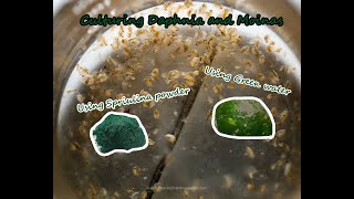 How To Culture Daphnia and Moinas using Green Water Spirulina powder [upl. by Ranchod]