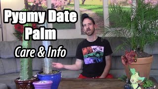 Pygmy Date Palm Care amp Information Phoenix roebelenii [upl. by Osborne]