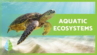 AQUATIC ECOSYSTEMS 🏝️🐠 Characteristics TYPES and Examples [upl. by Hairacaz394]