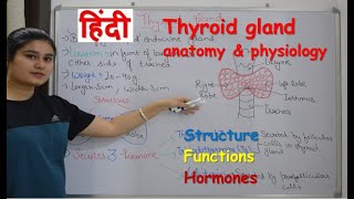 Thyroid gland anatomy amp physiology in Hindi  functions  structure  hormones  parathyroid [upl. by Rocca620]