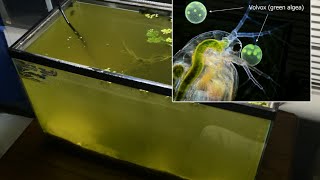 Raising Daphnia for the Freshwater Aquarium [upl. by Chambers]