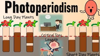 Photoperiodism II Role of Phytochromes in Flowering II Red Light and Farred light effect [upl. by Ynaffi]