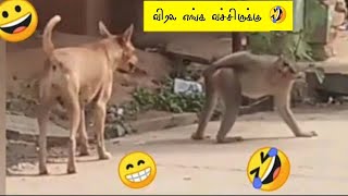 குரங்கு செய்யும் காமெடி சம்பவங்கள்  Monkey Funniest Moments  Animals [upl. by Avevoneg525]