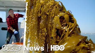 Kelp Could Save Our Oceans — If You Eat It HBO [upl. by Annawyt482]