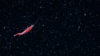 Spectacular Swimming Shrimp  Nautilus Live [upl. by Aeriell]