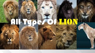 All Types Of Lion  Types Of Living amp Extinct Lion in The World  Living amp Extinct Lion Subspecies [upl. by Eislel353]