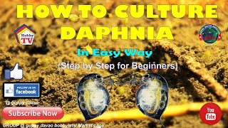 HOW TO CULTURE DAPHNIA In Easy Way [upl. by Kery224]