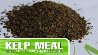 Kelp Meal  How and when to enrich your soil with Kelp Meal [upl. by Cinemod]