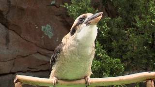 Zoo View KookaburraCincinnati Zoo [upl. by Hgieleak746]